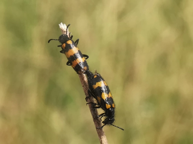 Hycleus tenerus - kis hólyaghúzó