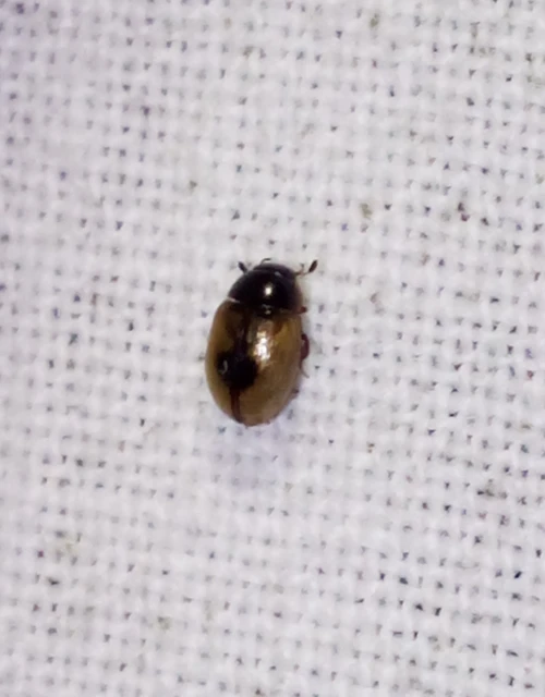 Cercyon unipunctatus - egypontos iszapcsiborka Cercyon unipunctatus - egypontos iszapcsiborka