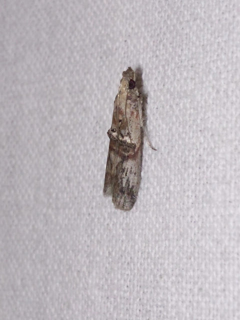 Nephopterix angustella - kecskerágó-karcsúmoly