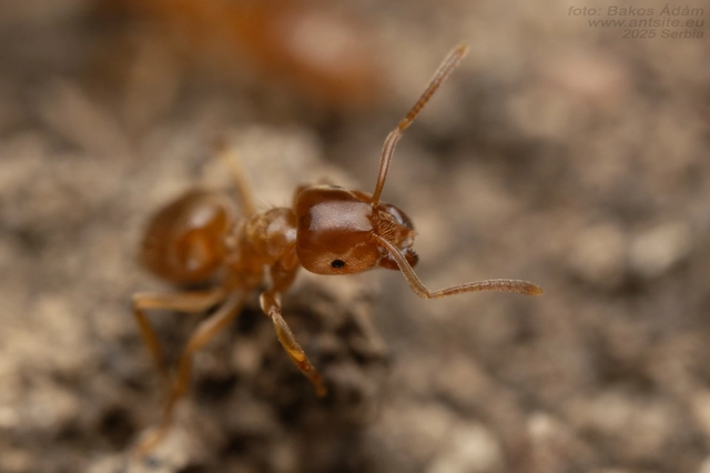 Lasius flavus - gyakori borostyánhangya