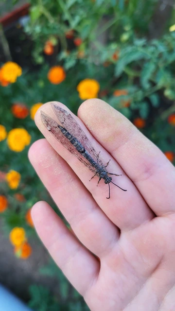 Distoleon tetragrammicus - négyfoltos hangyaleső
