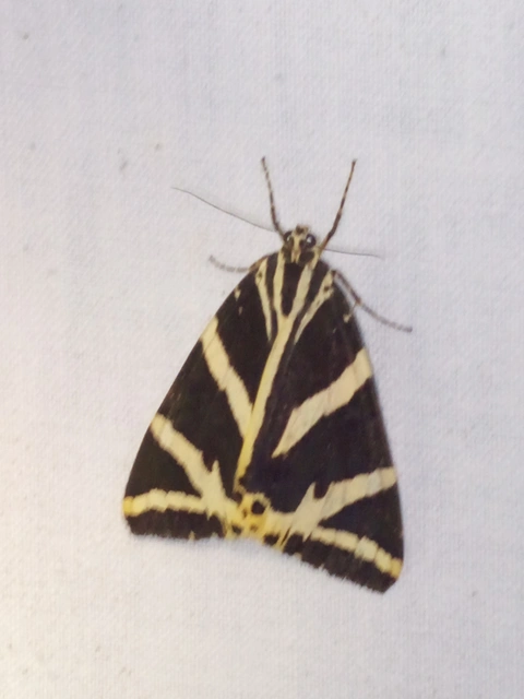 Euplagia quadripunctaria - csíkos medvelepke