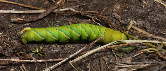 Acherontia atropos - halálfejes lepke