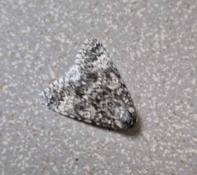 Acronicta megacephala - nagyfejű szigonyosbagoly