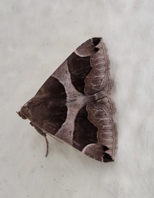 Dysgonia algira - déli porcelánbagoly