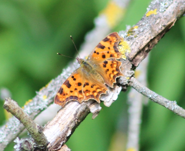 Nymphalis c-album - C-betűs lepke