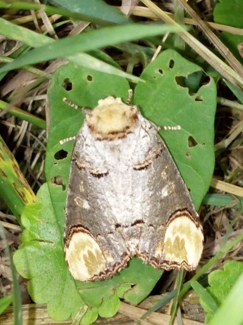 Phalera bucephala - sárgafoltos púposszövő