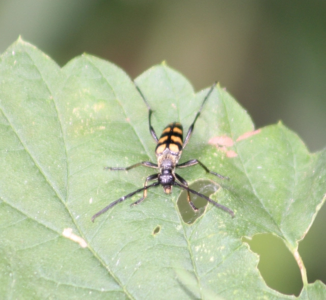 Leptura quadrifasciata - feketeszőrű szalagoscincér