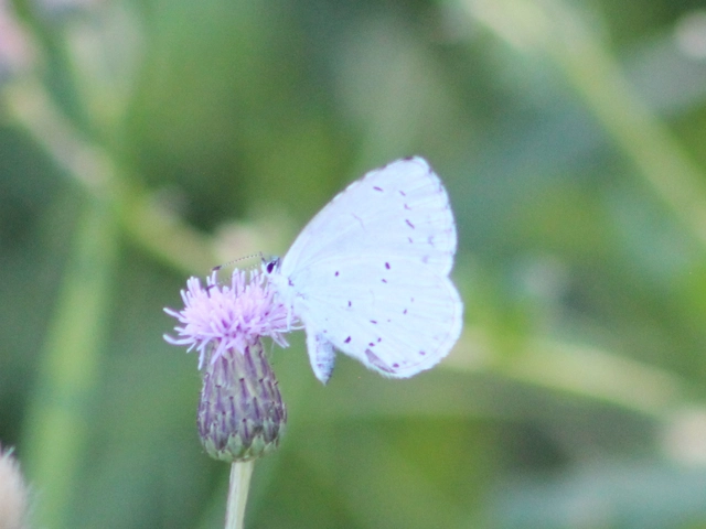 Celastrina argiolus - bengeboglárka