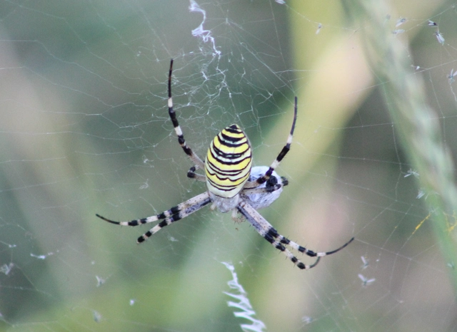 Argiope bruennichi - darázspók