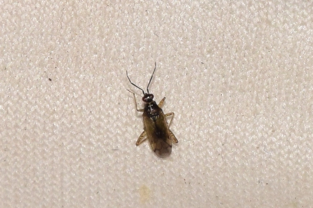 Dicyphus