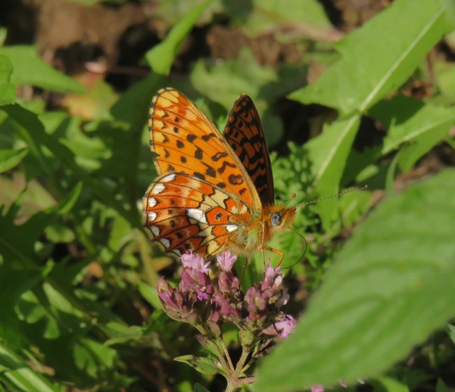 Boloria euphrosyne - árvácska-gyöngyházlepke Boloria euphrosyne - árvácska-gyöngyházlepke