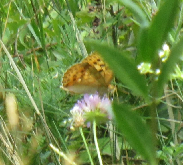Argynnis laodice - keleti gyöngyházlepke