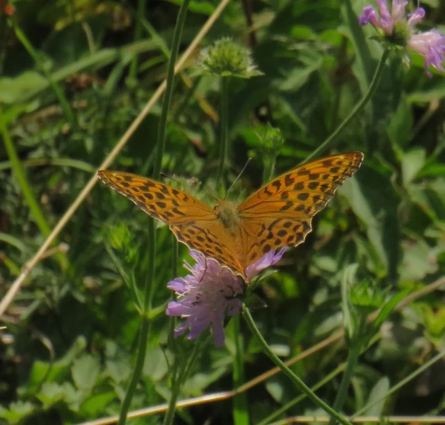Argynnis paphia - nagy gyöngyházlepke