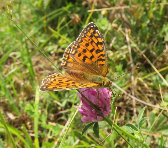 Argynnis aglaja - kerekfoltú gyöngyházlepke Argynnis aglaja - kerekfoltú gyöngyházlepke