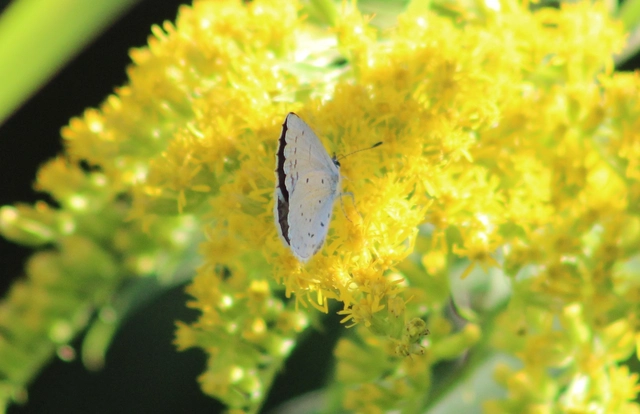 Celastrina argiolus - bengeboglárka