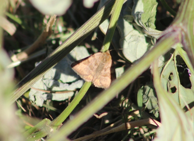 Euclidia glyphica - közönséges nappalibagoly