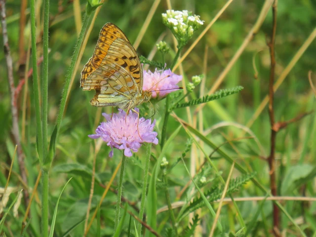 Argynnis adippe - ezüstös gyöngyházlepke