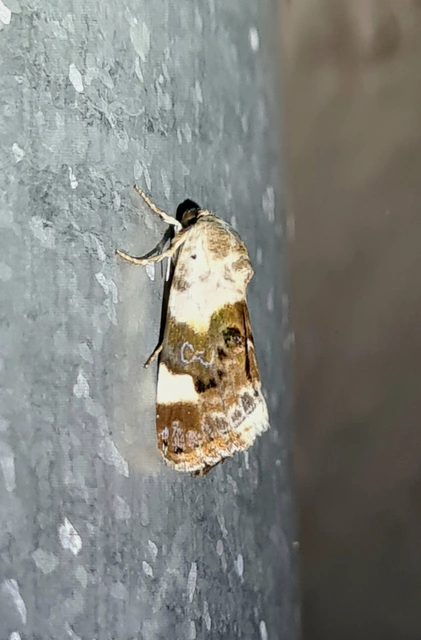 Acontia lucida - fehér nappalibagoly