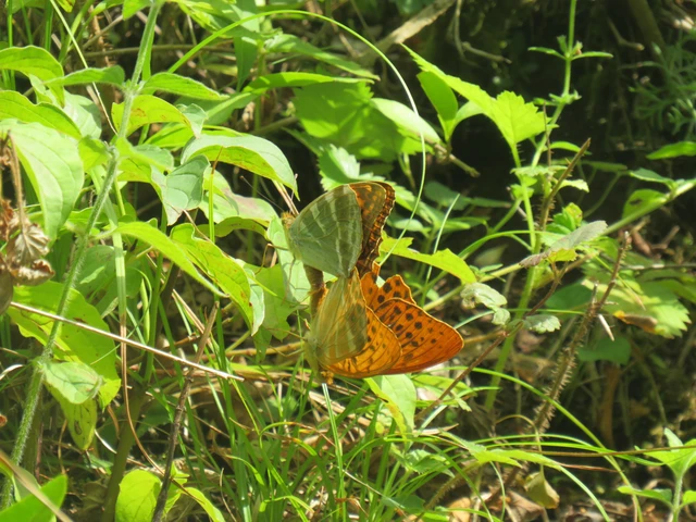 Argynnis paphia - nagy gyöngyházlepke