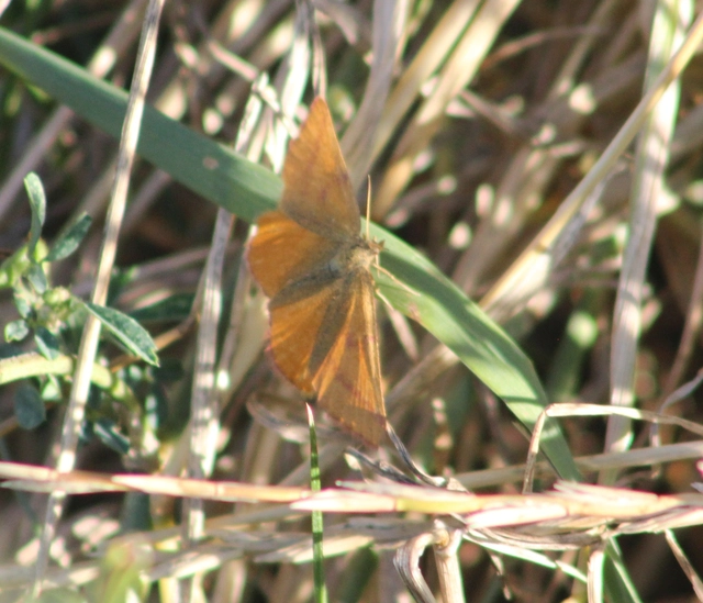 Lythria purpuraria - bíborsávos araszoló
