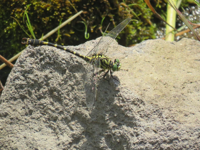 Onychogomphus forcipatus - gyűrűs folyami-szitakötő Onychogomphus forcipatus - gyűrűs folyami-szitakötő