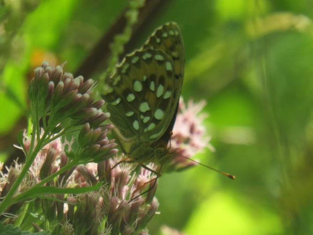 Argynnis aglaja - kerekfoltú gyöngyházlepke Argynnis aglaja - kerekfoltú gyöngyházlepke