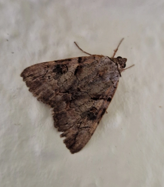Catocala hymenaea - kökény-övesbagoly