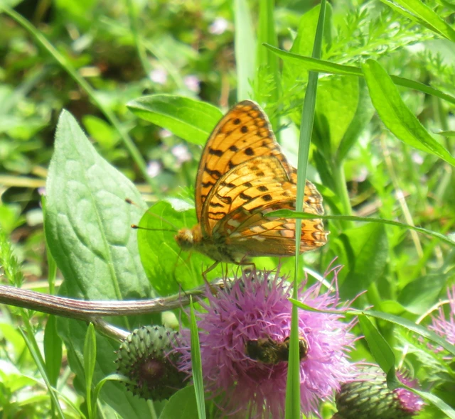 Argynnis adippe - ezüstös gyöngyházlepke