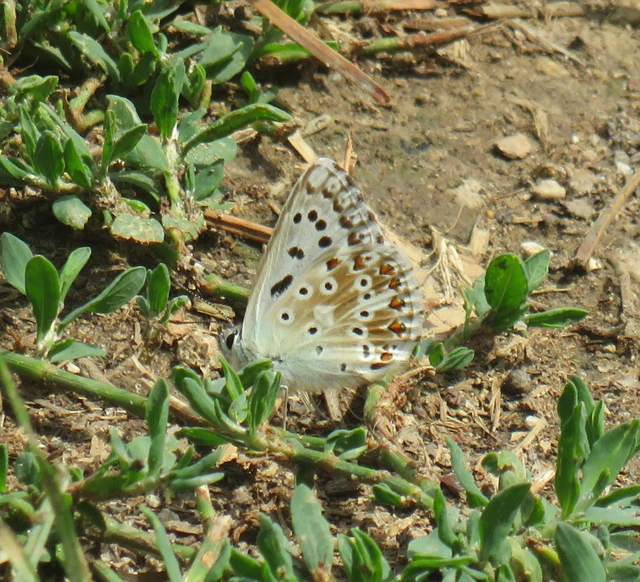 Polyommatus coridon - ezüstkék boglárka