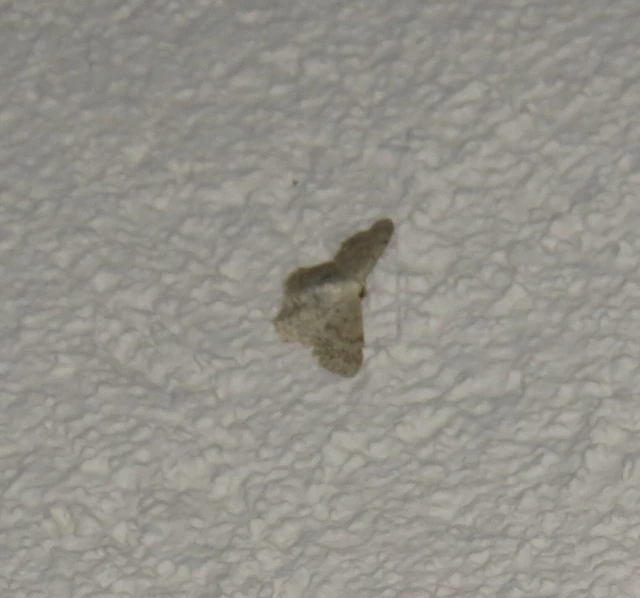 szürke apróaraszoló - Idaea seriata