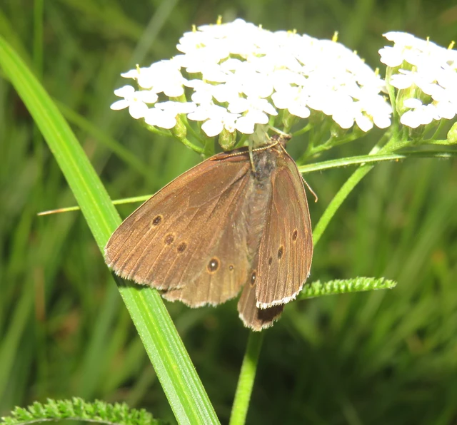 Aphantopus hyperanthus - közönséges ökörszemlepke