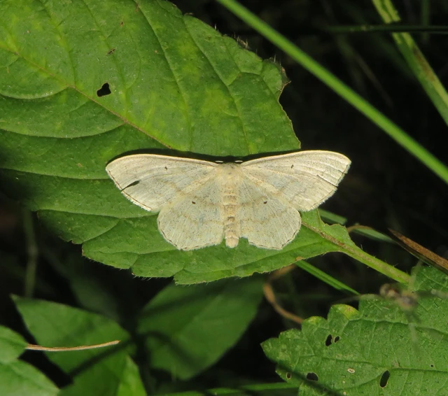 feketepettyes araszoló - Scopula nigropunctata