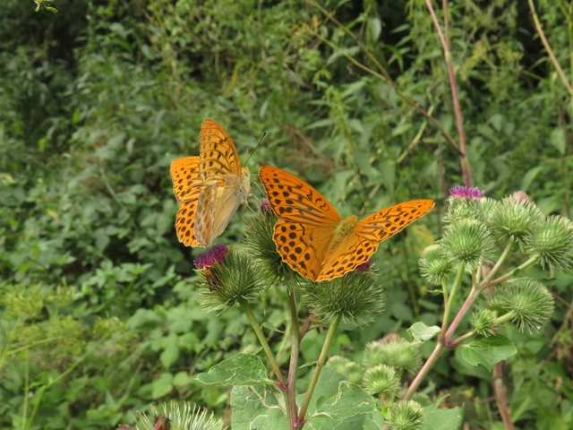 Argynnis paphia - nagy gyöngyházlepke