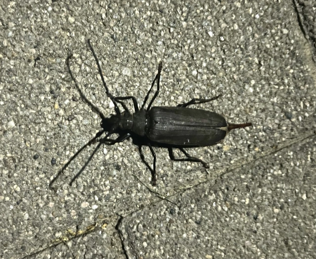 Aegosoma scabricorne - diófacincér