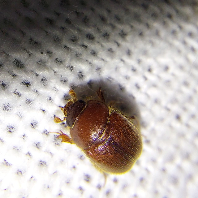 Ochodaeus chrysomeloides - alkonyati homoktúróbogár Ochodaeus chrysomeloides - alkonyati homoktúróbogár