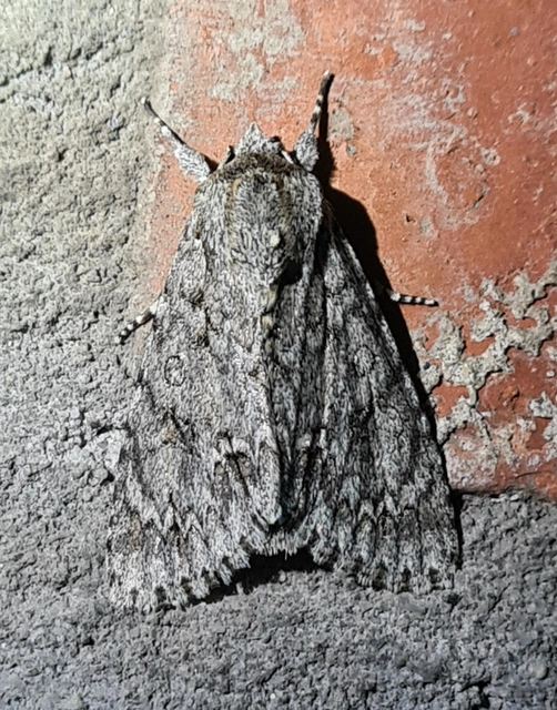 Acronicta aceris - vadgesztenye-szigonyosbagoly