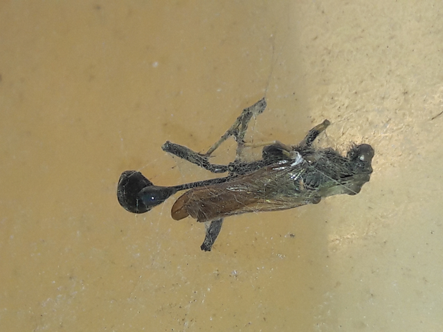 Sphecidae - kaparódarazsak