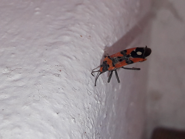 Lygaeus equestris/simulans