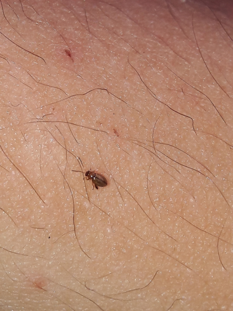 Longitarsus