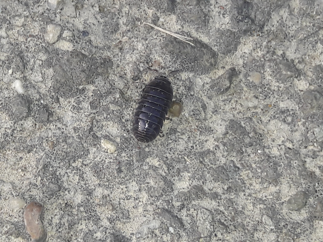 Isopoda - Ászkarákok