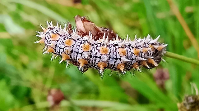 Melitaea didyma - tüzes tarkalepke