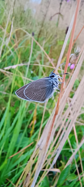 Cyaniris semiargus - aprószemes boglárka