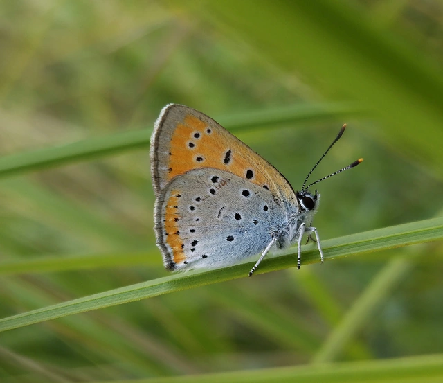 Lycaena dispar rutilus - nagy tűzlepke