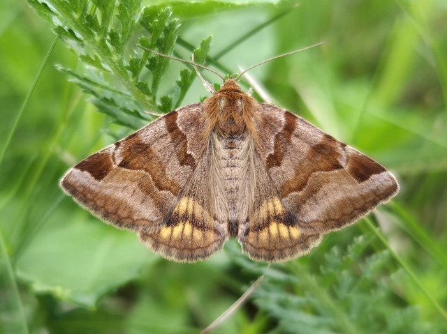 Euclidia glyphica - közönséges nappalibagoly