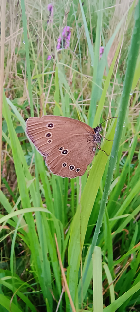 Aphantopus hyperanthus - közönséges ökörszemlepke