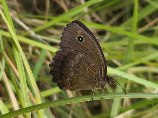 Minois dryas - fekete szemeslepke