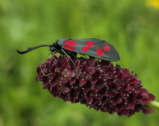 acélszínű csüngőlepke - Zygaena filipendulae