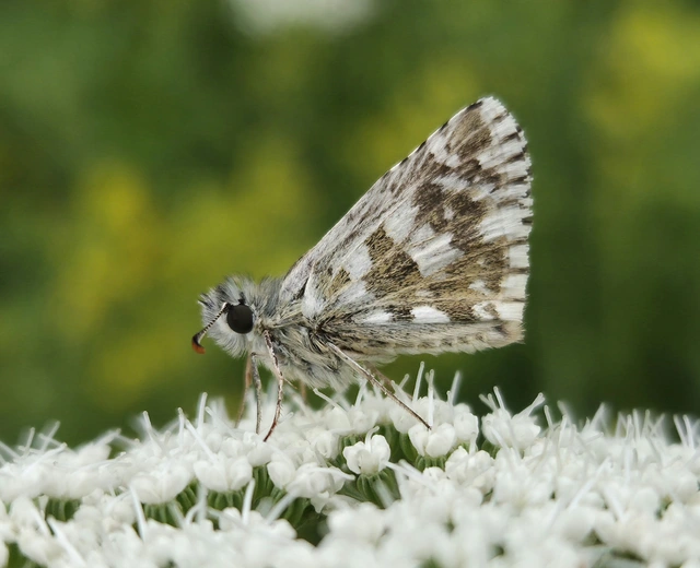 Pyrgus armoricanus - feles busalepke