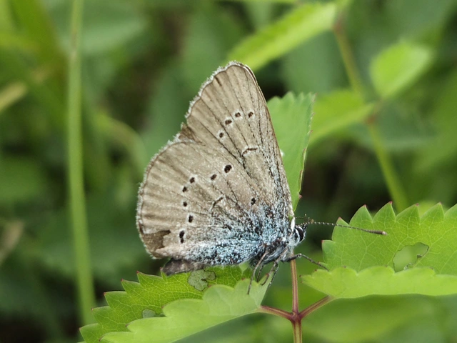 Cyaniris semiargus - aprószemes boglárka